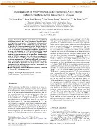 Requirement of Tyrosylprotein Sulfotransferase-A for Proper Cuticle Formation in the Nematode C