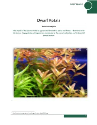 Dwarf Rotala
