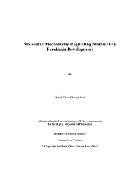Molecular Mechanisms Regulating Mammalian Forebrain Development