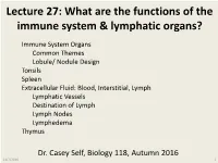 What Are the Functions of the Immune System & Lymphatic Organs?