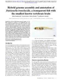 Hybrid Genome Assembly and Annotation of Danionella Translucida, a Transparent ﬁsh with the Smallest Known Vertebrate Brain