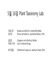조팝나무 Spiraea Prunifolia For
