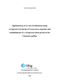 Optimization of in Vitro Fertilization Using Cryopreserved Sperm of Crassostrea Angulata and Establishment of a Cryopreservation Protocol for Chamelea Gallina