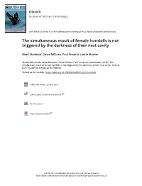The Simultaneous Moult of Female Hornbills Is Not Triggered by the Darkness of Their Nest Cavity