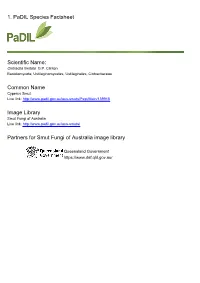 1. Padil Species Factsheet Scientific Name: Common Name Image