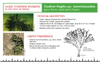Codium Fragile Ssp