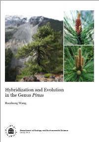 Hybridization and Evolution in the Genus Pinus