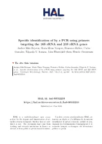 Specific Identification of by a PCR Using Primers Targeting the 16S