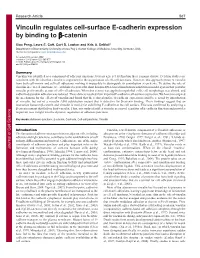 Vinculin Regulates Cell-Surface E-Cadherin Expression by Binding to -Catenin