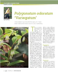 Polygonatum Odoratum ‘Variegatum’ by Paul Pilon This Variegated Solomon’S Seal Is a Must Have for Shade and Woodland Gardens