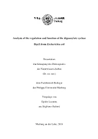 Analysis of the Regulation and Function of the Diguanylate Cyclase Dgcz