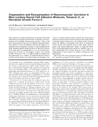 Organization and Reorganization of Neuromuscular Junctions in Mice Lacking Neural Cell Adhesion Molecule, Tenascin-C, Or Fibroblast Growth Factor-5