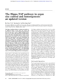 The Hippo–YAP Pathway in Organ Size Control and Tumorigenesis: an Updated Version