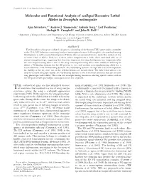 Molecular and Functional Analysis of Scalloped Recessive Lethal Alleles in Drosophila Melanogaster