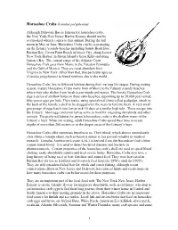 Horseshoe Crabs (Limulus Polyphemus)