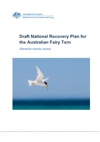 Draft National Recovery Plan for the Australian Fairy Tern Sternula Nereis Nereis