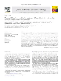 Mesoangioblasts from Ventricular Vessels Can Differentiate in Vitro Into Cardiac Myocytes with Sinoatrial-Like Properties