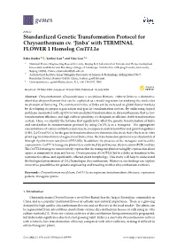 Standardized Genetic Transformation Protocol for Chrysanthemum Cv