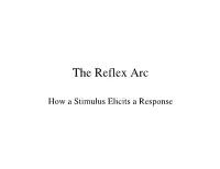 The Reflex Arc: How a Stimulus Elicits a Response