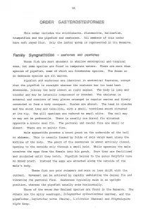 Seahorses and Pipefishes