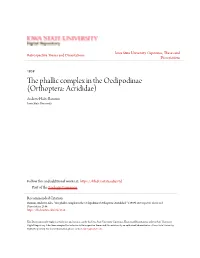 The Phallic Complex in the Oedipodinae (Orthoptera: Acrididae) Andrew Hales Barnum Iowa State University