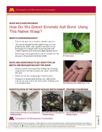UMN Wasp Watcher Training Materials
