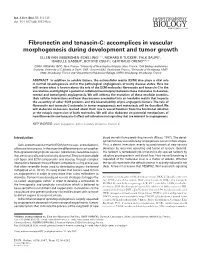 Fibronectin and Tenascin-C: Accomplices in Vascular Morphogenesis During Development and Tumor Growth ELLEN VAN OBBERGHEN-SCHILLING*,1,2, RICHARD P