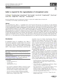 Satb2 Is Required for the Regionalization of Retrosplenial Cortex