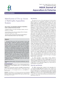 Identification of Ulva Sp. Grown Introduction the Genus Ulva Is One of the Most Numerous of Marine and Es- in Multitrophic Aquaculture Tuarine Genera [1]