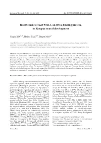 Involvement of XZFP36L1, an RNA-Binding Protein, in Xenopus Neural Development