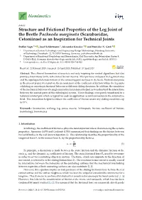 Structure and Frictional Properties of the Leg Joint of the Beetle Pachnoda Marginata (Scarabaeidae, Cetoniinae) As an Inspiration for Technical Joints