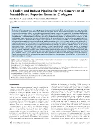 A Toolkit and Robust Pipeline for the Generation of Fosmid-Based Reporter Genes in C
