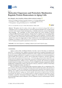 Molecular Chaperones and Proteolytic Machineries Regulate Protein Homeostasis in Aging Cells