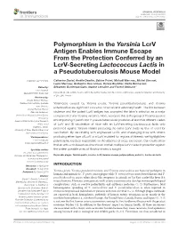 Polymorphism in the Yersinia Lcrv Antigen Enables Immune Escape