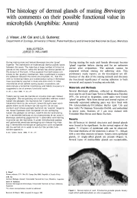 The Histology of Dermal Glands of Mating Breviceps with Comments on Their Possible Functional Value in Microhylids (Amphibia: Anura)