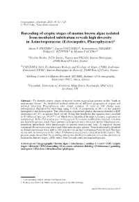 Barcoding of Cryptic Stages of Marine Brown Algae Isolated from Incubated Substratum Reveals High Diversity in Acinetosporaceae (Ectocarpales, Phaeophyceae)1