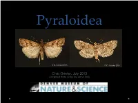 Crambidae Pyralidae
