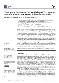 Transcriptome Analysis and Cell Morphology of Vitis Rupestris Cells to Botryosphaeria Dieback Pathogen Diplodia Seriata