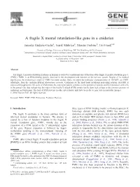 A Fragile X Mental Retardation-Like Gene in a Cnidarian