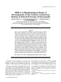 HNK-1 in Morphological Study of Development of the Cardiac Conduction System in Selected Groups of Sauropsida