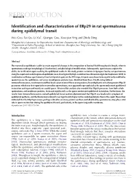 Identification and Characterization of Erp29 in Rat Spermatozoa During