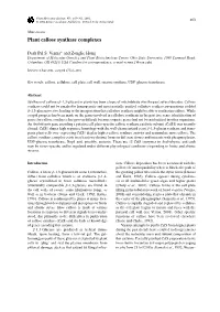 Plant Callose Synthase Complexes