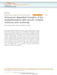 Vinculin Complex Reinforces Actin Anchoring
