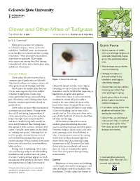 Clover and Other Mites of Turfgrass Fact Sheet No