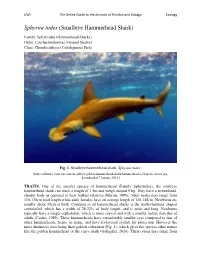 Sphyrna Tudes (Smalleye Hammerhead Shark)
