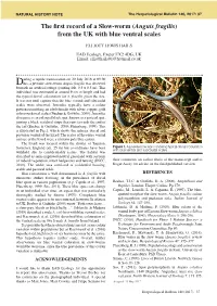 The First Record of a Slow-Worm (Anguis Fragilis) from the UK With