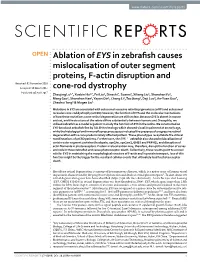 Ablation of EYS in Zebrafish Causes Mislocalisation of Outer Segment