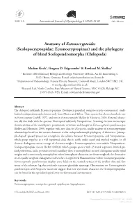 Anatomy of &lt;I&gt;Ectonocryptoides&lt;/I&gt; (Scolopocryptopidae: Ectonocryptopinae) and the Phylogeny of Blind Scolopendromor
