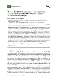Role of the HPRG Component of Striated Muscle AMP Deaminase in the Stability and Cellular Behaviour of the Enzyme