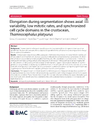 Elongation During Segmentation Shows Axial Variability, Low Mitotic Rates, and Synchronized Cell Cycle Domains in the Crustacean, Thamnocephalus Platyurus Savvas J